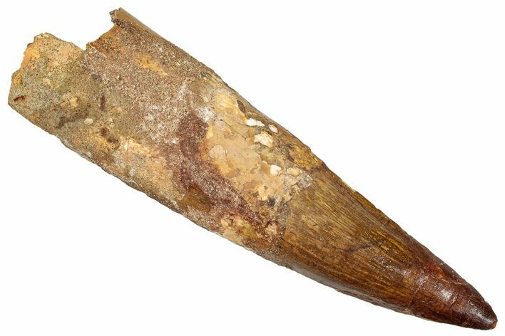 Real Fossil Spinosaurus Tooth - Huge Dinosaur Tooth #272444